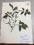 ( - RLJ-11215)  @11 [ ] Copyright (2017) Unspecified Columbus State University