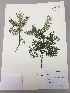  ( - RLJ-11232)  @11 [ ] Copyright (2017) Unspecified Columbus State University