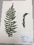  (Cyathea sp - RLJ-11266)  @11 [ ] Copyright (2017) Unspecified Columbus State University