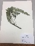  (Blechnum fragile - RLJ-11267)  @11 [ ] Copyright (2017) Unspecified Columbus State University