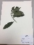  (Monnina denticulata - RLJ-11289)  @11 [ ] Copyright (2017) Unspecified Columbus State University