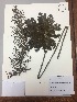  ( - RLJ-11299)  @11 [ ] Copyright (2017) Unspecified Columbus State University