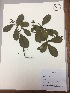  (Clusia cf. salvinii - RLJ-11360)  @11 [ ] Copyright (2017) Unspecified Columbus State University