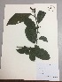  (Solanum nutans - RLJ-11374)  @11 [ ] Copyright (2017) Unspecified Columbus State University