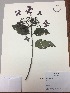  (Hydrangea peruviana - RLJ-11382)  @11 [ ] Copyright (2017) Unspecified Columbus State University