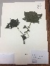  (Nasa hornii - RLJ-11395)  @11 [ ] Copyright (2017) Unspecified Columbus State University