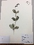  (Berberis cf. grandifolia - RLJ-11407)  @11 [ ] Copyright (2017) Unspecified Columbus State University