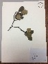  (Clusia - RLJ-11429)  @11 [ ] Copyright (2017) Unspecified Columbus State University