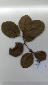  (Clusia sp. 2 - RJP-T14-70)  @11 [ ] Copyright (2014) Unspecified Columbus State University