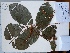  (Crepidospermum rhoifolium - AP-9144)  @11 [ ] Copyright (2033) Unspecified Columbus State University