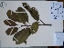  (Sapium sp - AP-9146)  @11 [ ] Copyright (2035) Unspecified Columbus State University