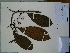  (Chrysochlamys membranacea - AP-9158)  @11 [ ] Copyright (2047) Unspecified Columbus State University