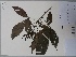  (Allophylus sp - AP-9188)  @11 [ ] Copyright (2077) Unspecified Columbus State University