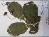  (Solanum malletii - AP-9209)  @11 [ ] Copyright (2098) Unspecified Columbus State University