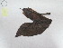  (Montrichardia - AP-9582)  @11 [ ] Copyright (2056) Unspecified Columbus State University