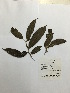  (Casearia nigricans - GV-1686)  @11 [ ] Copyright (2016) Unspecified Columbus State University