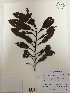  (Guatteria modesta - AP-4478)  @11 [ ] Copyright (2015) Unspecified Columbus State University