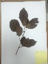  (Allophylus excelsus - RJP-T9-243)  @11 [ ] Copyright (2015) Unspecified Columbus State University