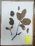  (Zanthoxylum andinum - RJP-T8-278)  @11 [ ] Copyright (2015) Unspecified Columbus State University