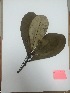  (Clusia sp. 3 - RJP-T9-255)  @11 [ ] Copyright (2015) Unspecified Columbus State University