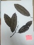  (Sapium laurifolium - RJP-T15-01)  @11 [ ] Copyright (2015) Unspecified Columbus State University