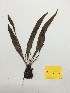  (Elaphoglossum sp - AP-6942)  @11 [ ] Copyright (2014) Unspecified Columbus State University