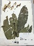  (Zygia heteroneura - TAG-380030)  @11 [ ] Copyright (2016) Unspecified Columbus State University