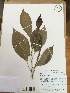  (Acalypha - AP-2581)  @11 [ ] Copyright (2015) Unspecified Columbus State University