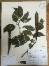  (Calliandra trinervia - AP-3413)  @11 [ ] Copyright (2015) Unspecified Columbus State University