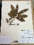  (Virola flexuosa - AP-4072)  @11 [ ] Copyright (2015) Unspecified Columbus State University