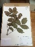  (Turpinia occidentalis - AP-4150)  @11 [ ] Copyright (2015) Unspecified Columbus State University