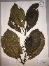  (Palicourea cf. stipularis - RJP-T14-61)  @11 [ ] Copyright (2024) Unspecified Columbus State University