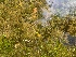  ( - EDNA23-0064923)  @11 [ ] CreativeCommons Attribution NonCommercial ShareAlike (2023) Andy Griffiths Royal Botanic Garden, Edinburgh