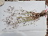  ( - EDNA23-0064817)  @11 [ ] CreativeCommons Attribution NonCommercial ShareAlike (2023) Andy Griffiths Royal Botanic Garden, Edinburgh