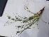  ( - EDNA23-0064819)  @11 [ ] CreativeCommons Attribution NonCommercial ShareAlike (2023) Andy Griffiths Royal Botanic Garden, Edinburgh