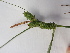  ( - EDNA23-0064819)  @11 [ ] CreativeCommons Attribution NonCommercial ShareAlike (2023) Andy Griffiths Royal Botanic Garden, Edinburgh