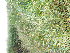  ( - EDNA23-0064819)  @11 [ ] CreativeCommons Attribution NonCommercial ShareAlike (2023) Andy Griffiths Royal Botanic Garden, Edinburgh