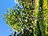  ( - EDNA24-0066458)  @11 [ ] CreativeCommons Attribution NonCommercial ShareAlike (2024) Andy Griffiths Royal Botanic Garden, Edinburgh