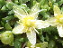  ( - EDNA24-0067036)  @11 [ ] CreativeCommons Attribution NonCommercial ShareAlike (2024) Andy Griffiths Royal Botanic Garden, Edinburgh