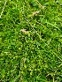  (Sagina normaniana - EDNA24-0067042)  @11 [ ] CreativeCommons Attribution NonCommercial ShareAlike (2024) Andy Griffiths Royal Botanic Garden, Edinburgh