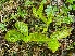  ( - EDNA24-0067044)  @11 [ ] CreativeCommons Attribution NonCommercial ShareAlike (2024) Andy Griffiths Royal Botanic Garden, Edinburgh