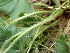  ( - EDNA24-0067060)  @11 [ ] CreativeCommons Attribution NonCommercial ShareAlike (2024) Andy Griffiths Royal Botanic Garden, Edinburgh