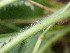  ( - EDNA24-0067060)  @11 [ ] CreativeCommons Attribution NonCommercial ShareAlike (2024) Andy Griffiths Royal Botanic Garden, Edinburgh