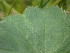  ( - EDNA24-0067060)  @11 [ ] CreativeCommons Attribution NonCommercial ShareAlike (2024) Andy Griffiths Royal Botanic Garden, Edinburgh