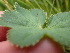  ( - EDNA24-0067060)  @11 [ ] CreativeCommons Attribution NonCommercial ShareAlike (2024) Andy Griffiths Royal Botanic Garden, Edinburgh