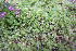  ( - EDNA20-0060310)  @11 [ ] CreativeCommons Attribution NonCommercial ShareAlike (2101) David Bell Royal Botanic Garden, Edinburgh