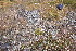  ( - EDNA20-0060276)  @11 [ ] CreativeCommons Attribution NonCommercial ShareAlike (2200) David Bell Royal Botanic Garden, Edinburgh