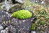  ( - EDNA20-0060279)  @11 [ ] CreativeCommons Attribution NonCommercial ShareAlike (2219) David Bell Royal Botanic Garden, Edinburgh