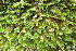  ( - EDNA20-0060281)  @11 [ ] CreativeCommons Attribution NonCommercial ShareAlike (2232) David Bell Royal Botanic Garden, Edinburgh