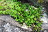  ( - EDNA20-0060243)  @11 [ ] CreativeCommons Attribution NonCommercial ShareAlike (2265) David Bell Royal Botanic Garden, Edinburgh